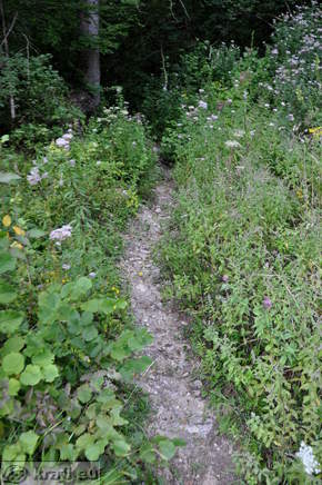 Pot proti izviru Nežice