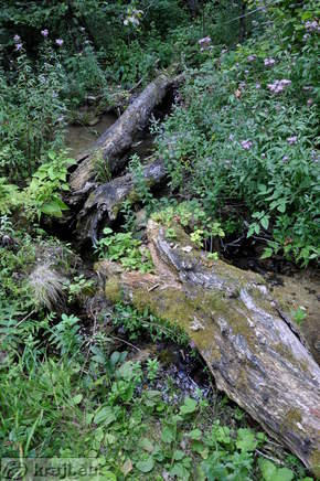Podrta drevesa v strugi potoka Nežica