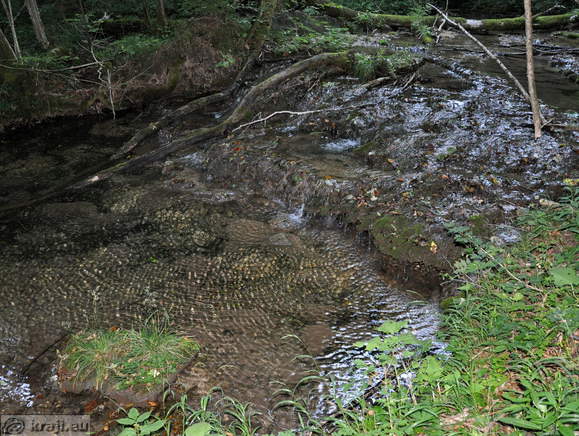 Čista voda potoka Nežica