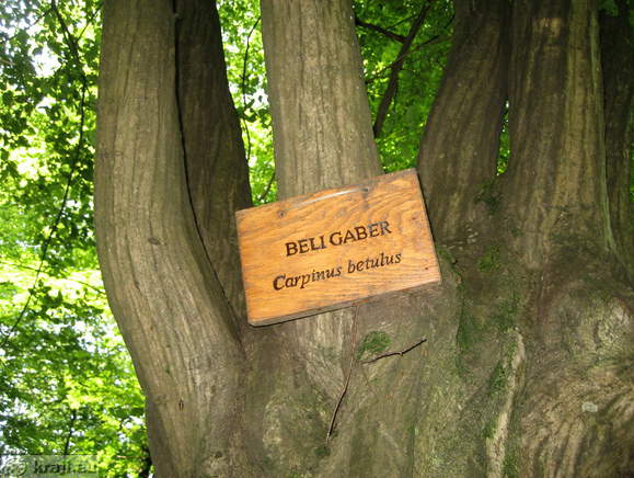 Gozdna učna pot z informativnimi tablami