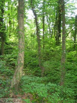 Novo mesto - Ragov log