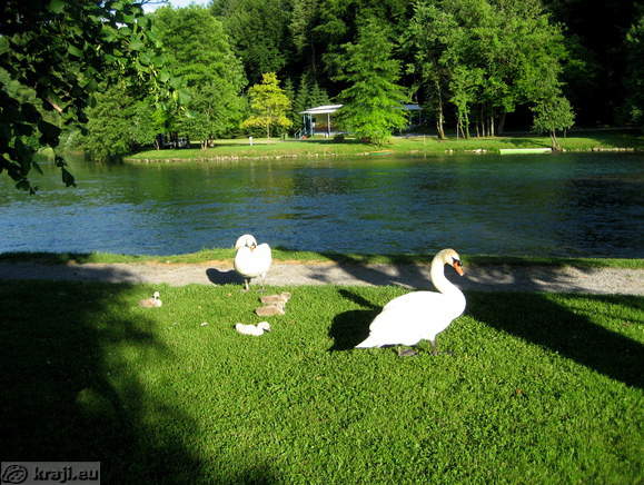 Swans in park on Otocec, The Otocec Kamp back