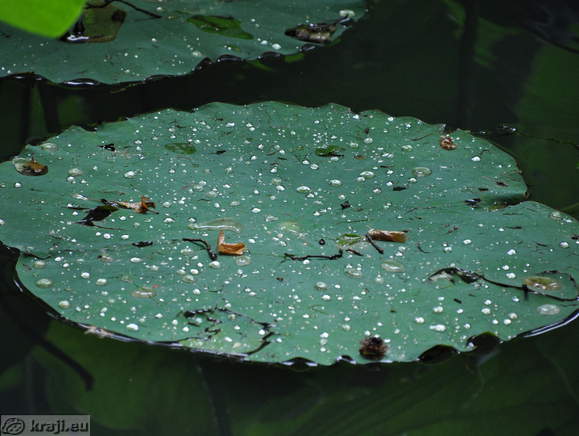 Smarjeske Toplice - Teich (Indischer Lotus)