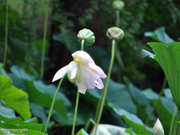 Smarjeske Toplice - Teich (Indischer Lotus)