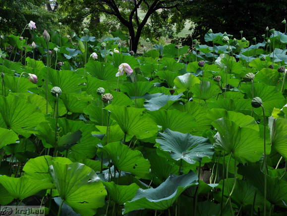 Smarjeske Toplice - Teich (Indischer Lotus)