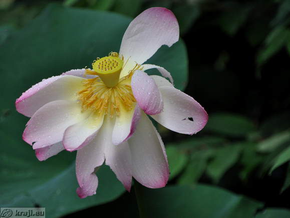 Smarjeske Toplice - Teich (Indischer Lotus)