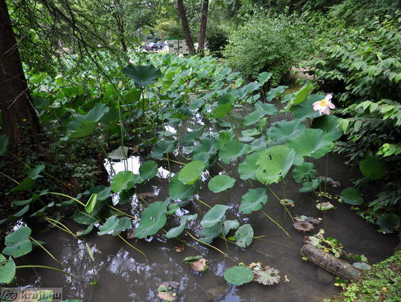 Smarjeske Toplice - Teich (Indischer Lotus)
