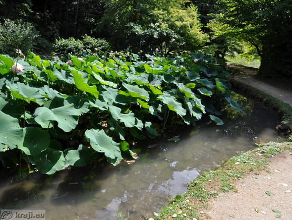 Smarjeske Toplice - Teich (Indischer Lotus)