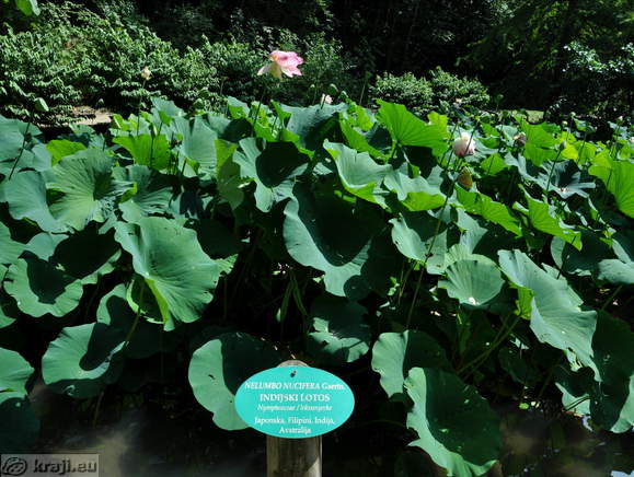 Teich (Indischer Lotus)
