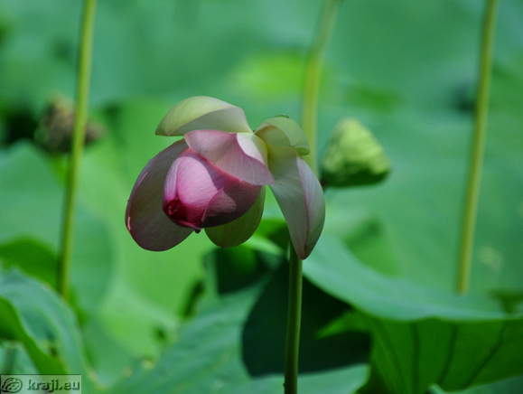 Smarjeske Toplice - Teich (Indischer Lotus)