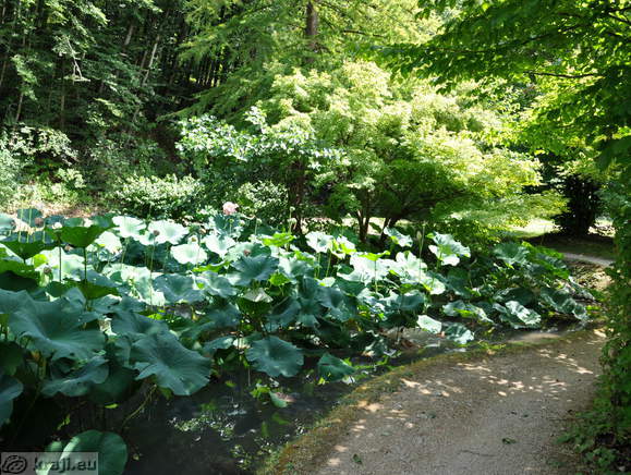 Smarjeske Toplice - Teich (Indischer Lotus)