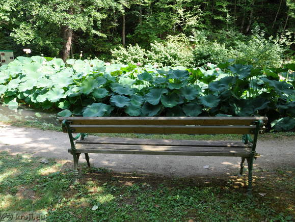 Smarjeske Toplice - Teich (Indischer Lotus)