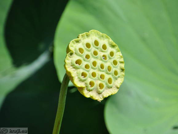 Smarjeske Toplice - Teich (Indischer Lotus)
