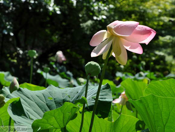 Smarjeske Toplice - Teich (Indischer Lotus)