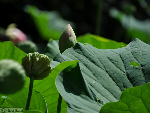 Smarjeske Toplice - Teich (Indischer Lotus)