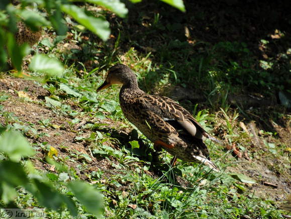 Smarjeske Toplice - Teich (Indischer Lotus)