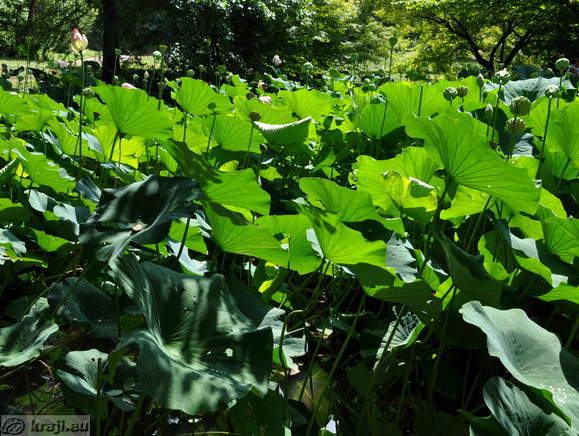 Smarjeske Toplice - Teich (Indischer Lotus)