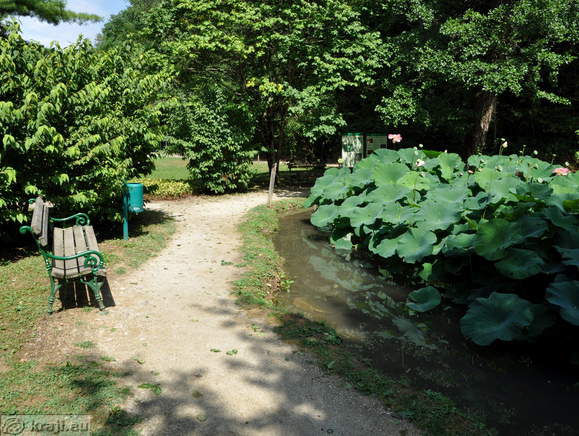 Teich (Indischer Lotus)