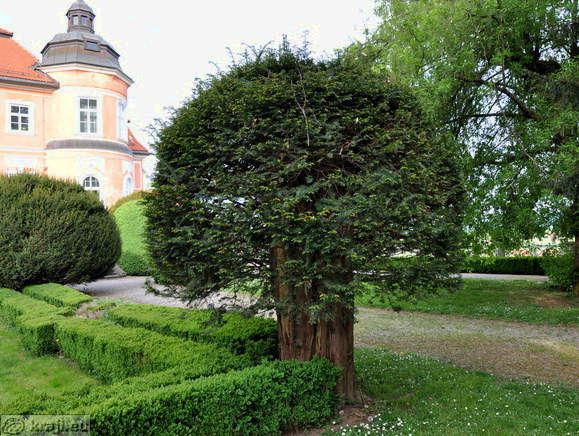 Pušpanov vrt v parku dvorca Šenek