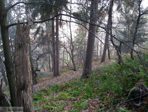 Pot po gozdu proti stolpu