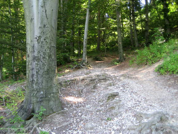 Alte Burg Celje - Weg