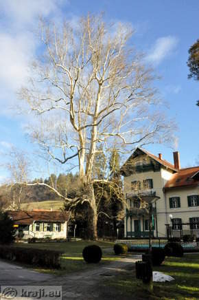 Plane tree near Hotel Park