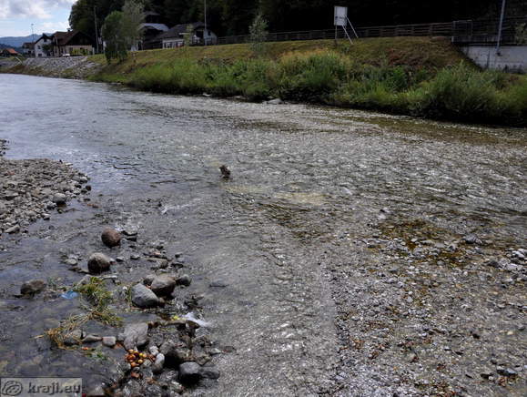 River Savinja at confluence