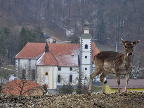 Deer in front of Monastery Olimje