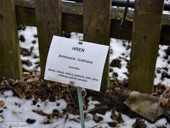 Hren - Armoracia rusticana
