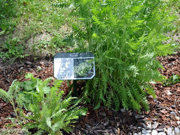 Spa Park - Gartenpflanzen von Honig