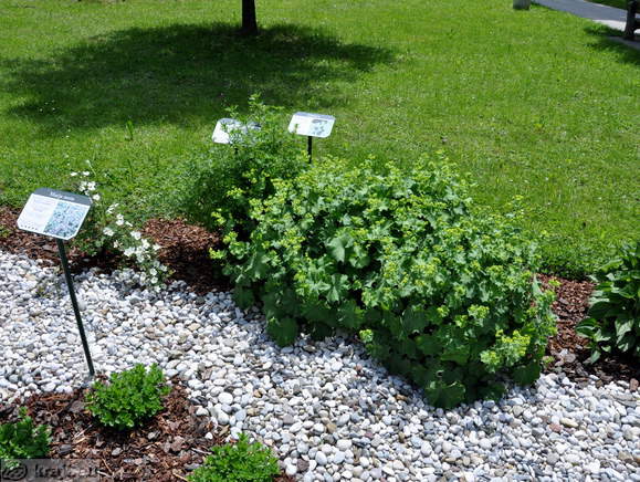 Spa Park - Gartenpflanzen von Honig