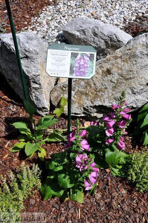 Spa Park - Gartenpflanzen von Honig