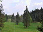 Sequoias in the Rimske terme park