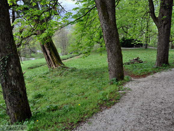 Short path to the sequoias