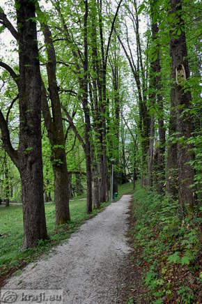 Path to the sequoias