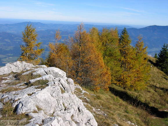 Macesni v bližini vrha