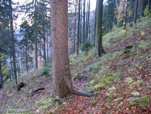 Pot po gozdu s Poštarskega doma pod Plešivcem do Uršlje gore