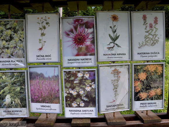 Alpine Garden <br> Medicinal flowers - Photos Alpine Garden <br> Medicinal flowers - Photos