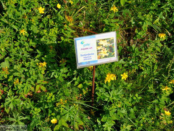 Alpine Garden <br> Hypericum perforatum Alpine Garden <br> Hypericum perforatum