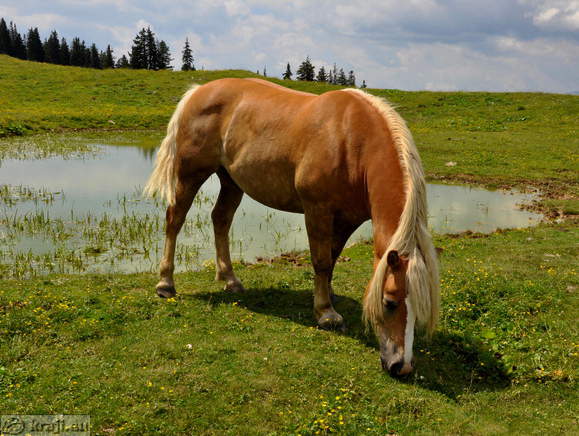 Stari stani <br> Horse Stari stani <br> Horse