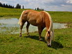 Golte - Stari stani <br> Horse 