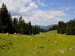 Golte - Stari stani <br> Pastures around Stari stani 
