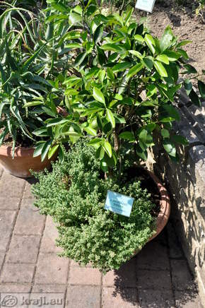 Zlati plazeči timijan