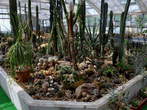 Paviljon kaktej - Kaktusi vseh mogočih vrst 