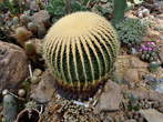 Paviljon kaktej - Grusonov ježkar (Echinocactus grusonii) 