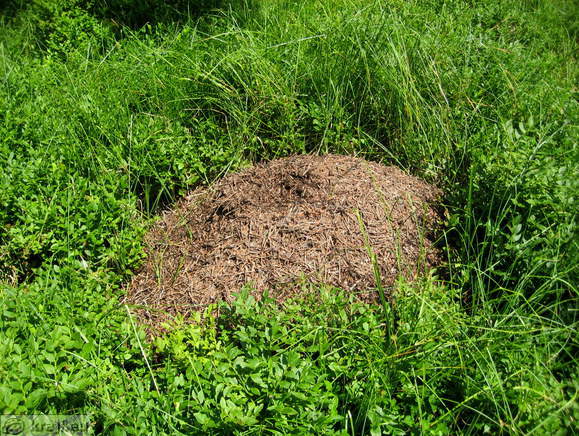 Höhenweg: Grmovsek Hütte-Ribniska Hütte