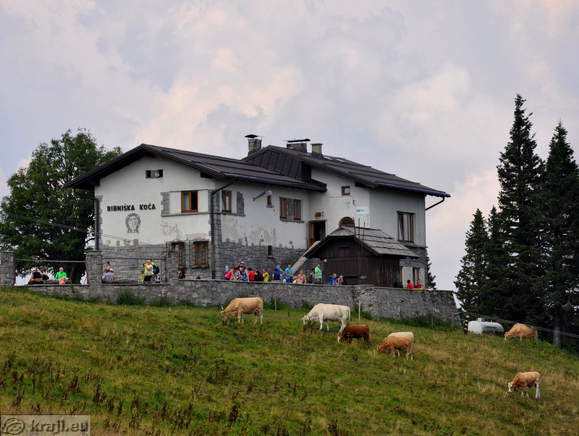 Cows on pasture at the Ribniska koca Mountain Hut