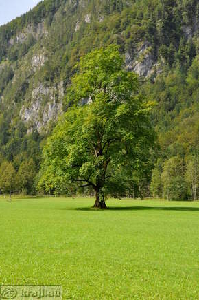 Logar Tal - Plesnik Ulme