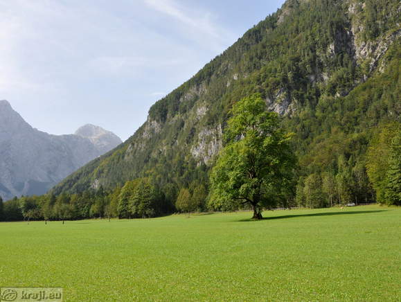 Logar Tal - Plesnik Ulme