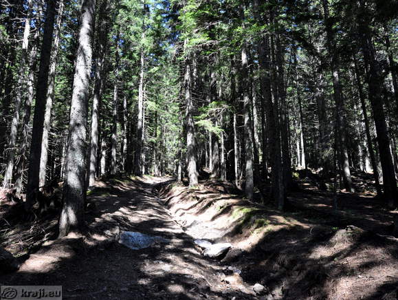 Path through wood